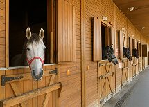 Custom-Horse-Sheds.jpg